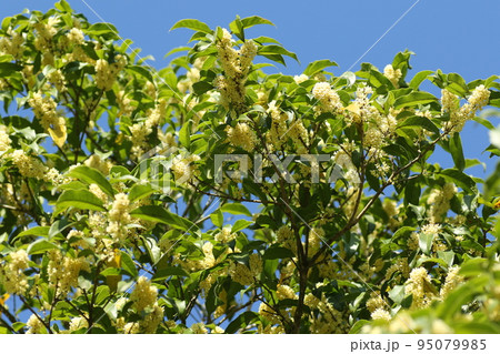 秋に甘く香る、ギンモクセイの花 95079985