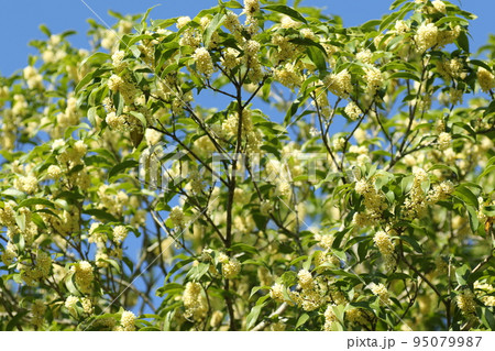 秋に甘く香る、ギンモクセイの花 秋に甘く香る、ギンモクセイの花 95079987