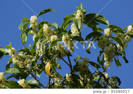 秋に甘く香る、ギンモクセイの花 秋に甘く香る、ギンモクセイの花 95080057