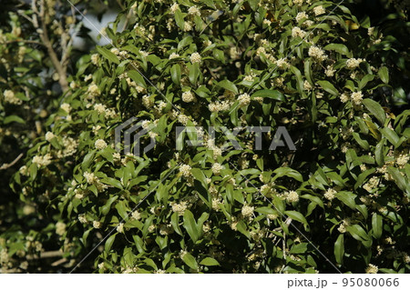 秋に甘く香る、ギンモクセイの花 秋に甘く香る、ギンモクセイの花 95080066