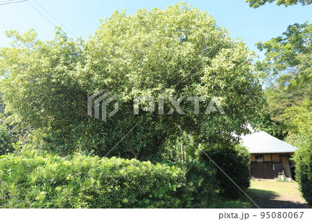 秋に甘く香る、ギンモクセイの花 秋に甘く香る、ギンモクセイの花 95080067