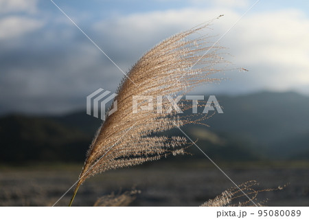 すすき 薄 すすきの 95080089