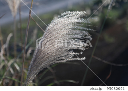 すすき 薄 すすきの 95080091