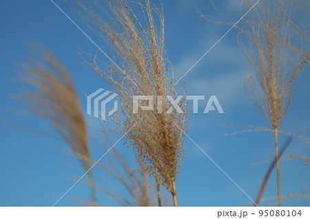 すすき 薄 すすきの 95080104