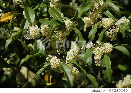 秋に甘く香る、ギンモクセイの花 95080149