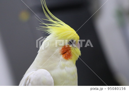 ペット お気に入り 愛玩動物 95080156