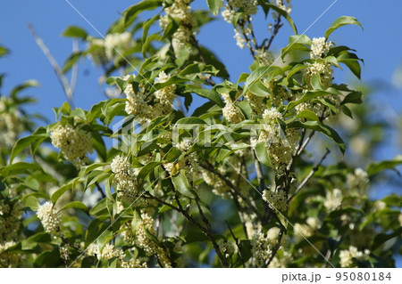秋に甘く香る、ギンモクセイの花 95080184