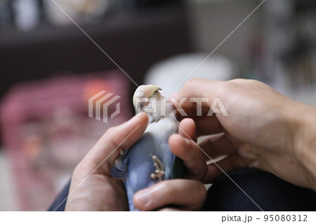 ペット お気に入り 愛玩動物 95080312