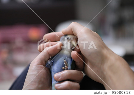 ペット お気に入り 愛玩動物 95080318