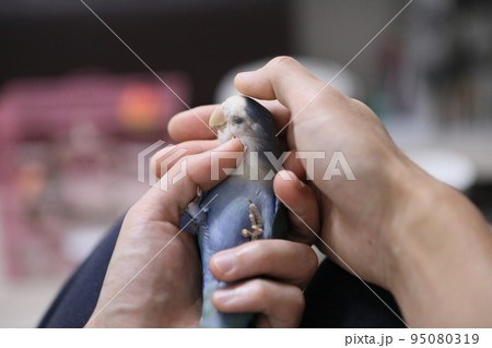 ペット お気に入り 愛玩動物 95080319