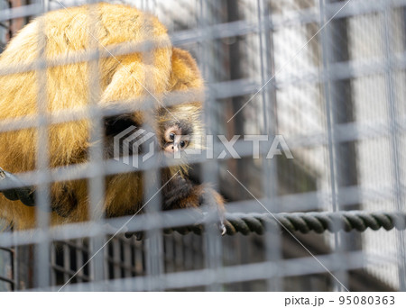 ジェフロイクモザルの親子 ジェフロイクモザルの親子 95080363