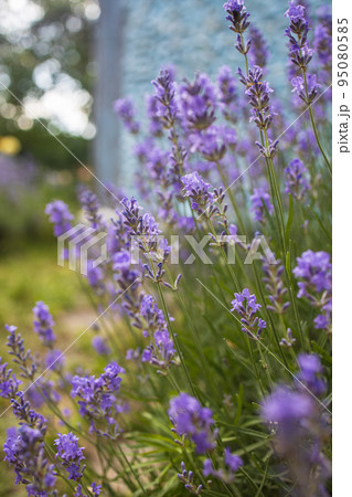 Lavender bushes closeup on sunset.. Field of . flower field, image for natural background.Very nice view of the lavender fields Lavender bushes closeup on sunset.. Field of . flower field, image for natural background.Very nice view of the lavender fields 95080585