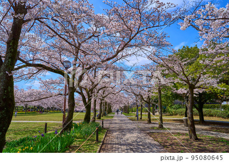 東京都多摩市落合の多摩中央公園の富士見通りの桜並木 95080645
