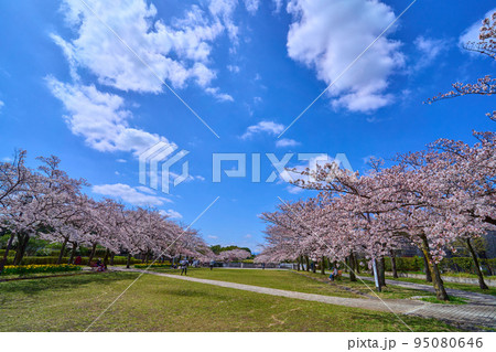 東京都多摩市落合の多摩中央公園の富士見通りの桜並木 東京都多摩市落合の多摩中央公園の富士見通りの桜並木 95080646