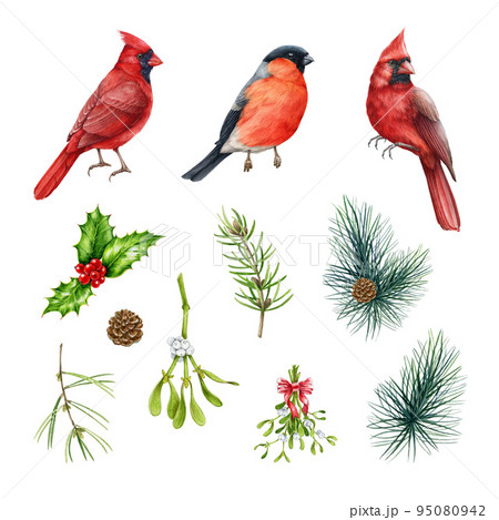 Wintertime birds and Christmas evergreen floral elements set. Watercolor illustration. Bullfinch, red cardinal bird, pine branches, mistletoe, holly elements. Isolated on white background Wintertime birds and Christmas evergreen floral elements set. Watercolor illustration. Bullfinch, red cardinal bird, pine branches, mistletoe, holly elements. Isolated on white background 95080942