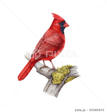 Red cardinal bird on the tree branch. Watercolor illustration. Hand drawn realistic Cardinalis cardinalis North America native avian. Red cardinal male perched on the branch. White background Red cardinal bird on the tree branch. Watercolor illustration. Hand drawn realistic Cardinalis cardinalis North America native avian. Red cardinal male perched on the branch. White background 95080943