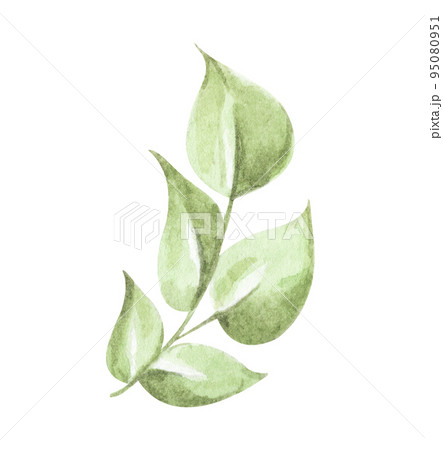 Green leaves elements. Watercolor floral illustration. Green leaves elements. Watercolor floral illustration. 95080951