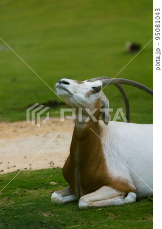 座って空を見上げるシロオリックス 95081043