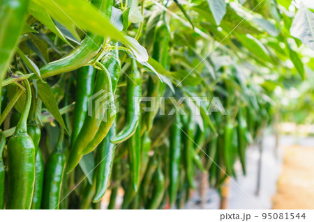 chilli peppers plant in organic garden chilli peppers plant in organic garden 95081544