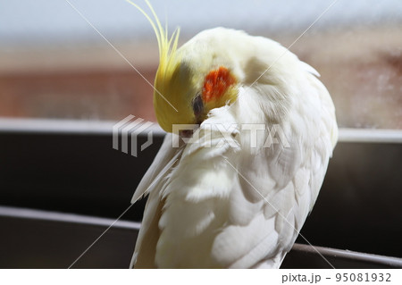 ペット お気に入り 愛玩動物 95081932