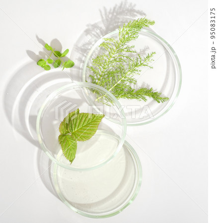 natural cosmetic research in a laboratory, petri dishes with medium, green leaves. test for efficiency in vitro, bio science, organic skin care products. Flat lay, top view 95083175