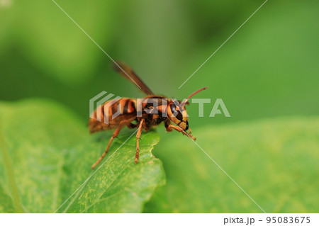 キイロスズメバチ⑼ 95083675