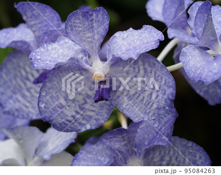 バンダ・コエルレア　Vanda coerulea　ヒスイランです 95084263
