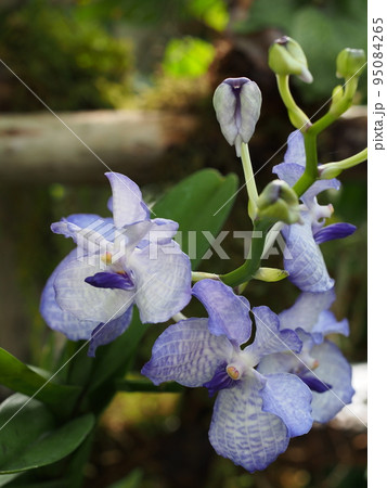 バンダ・コエルレア　Vanda coerulea　ヒスイランです 95084265