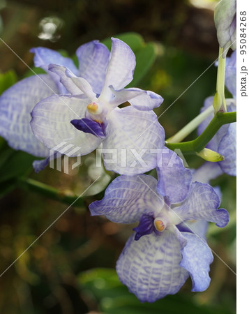 バンダ・コエルレア　Vanda coerulea　ヒスイランです 95084268