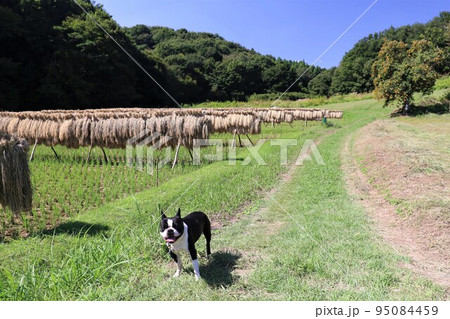 2022日本で一番幸せな町鳩山町の青空に稲架掛けと柿が実る農道で喜ぶ可愛いボストンテリアのマイティ君 95084459