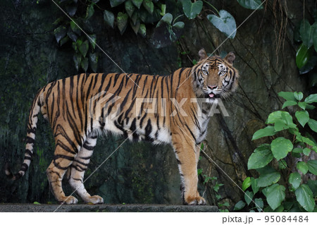 Close up Indochinese tiger is beautiful animal and dangerous 95084484