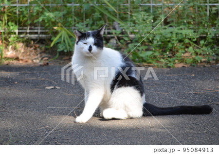 野良猫 野良猫 95084913