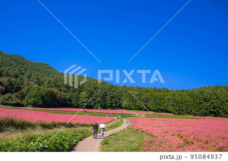 赤そばの里 伊那高原 赤そばの里 伊那高原 95084937