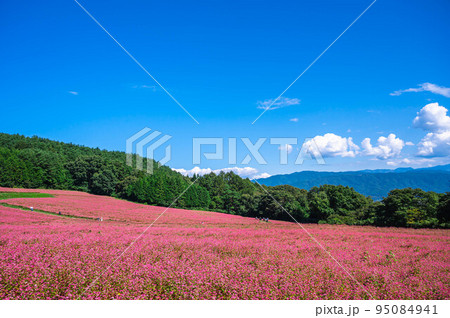 赤そばの里　伊那高原 95084941