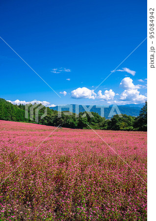 赤そばの里　伊那高原 95084942