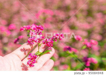 赤そばの花 赤そばの花 95084948