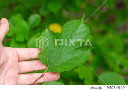 桑の葉 桑の葉 95084949