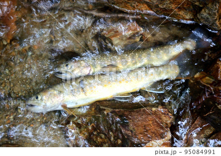 桂川支流真木川のイワナを石に横たえて撮った 桂川支流真木川のイワナを石に横たえて撮った 95084991
