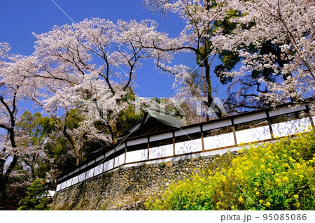 青梅市にある海禅寺のさくら 95085086
