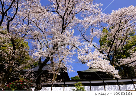 青梅市にある海禅寺のさくら 95085138