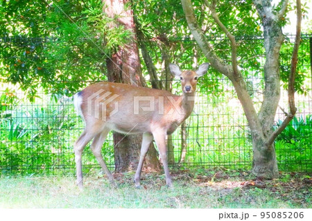 振り向くシカ 95085206