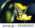 コスモスにとまるアゲハチョウ 95085605