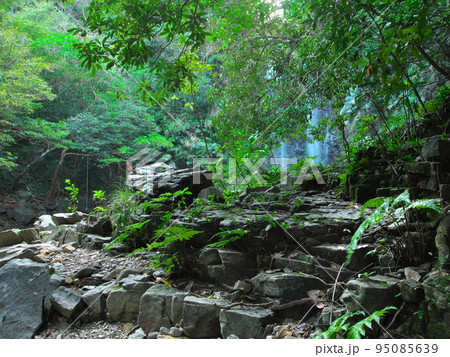 沖縄県大宜味村、木の向こう側に見えるター滝 沖縄県大宜味村、木の向こう側に見えるター滝 95085639
