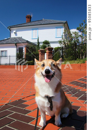 みなと異人館の前で座るコーギー みなと異人館の前で座るコーギー 95085833