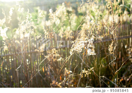 逆光の中で光る綿のついた葉 95085845