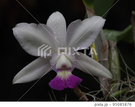 カトレア・ワルケリアナ Cattleya walkeriana カトレア・ワルケリアナ Cattleya walkeriana 95085876