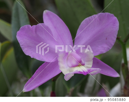 カトレア・ワルケリアナ　Cattleya walkeriana 95085880