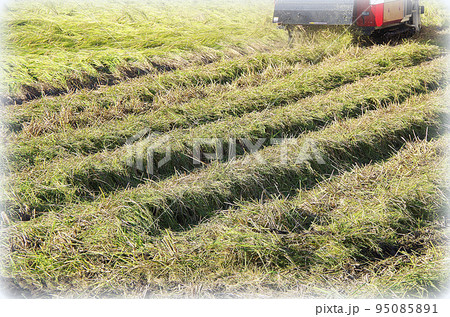 高性能な日本製コンバインを巧みに操縦して台風シーズン後の倒れた水稲を刈り取っている光景(イラスト風) 高性能な日本製コンバインを巧みに操縦して台風シーズン後の倒れた水稲を刈り取っている光景(イラスト風) 95085891