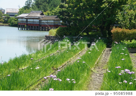 長岡天満宮のカキツバタ 95085988