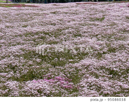 シバザクラ 群馬県館林市 野鳥の森自然公園フラワーガーデン 約25万株の芝桜 平成19年5月撮影 シバザクラ 群馬県館林市 野鳥の森自然公園フラワーガーデン 約25万株の芝桜 平成19年5月撮影 95086038